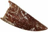 Serrated, Raptor Tooth - Real Dinosaur Tooth #224183-1